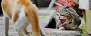 Como tratar en casa a los gatos agresivos