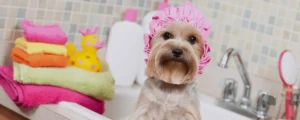 Shampoo en seco para perros__Hihiene canina